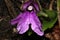 Roscoea alpina herbaceous perennial with purple to lilac flowers