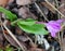 Roscoea alpina herbaceous perennial with purple to lilac flowers