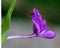 Roscoea alpina herbaceous perennial with purple to lilac flowers