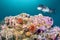 Rose Anemone and Sheephead on California Reef