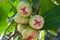 Rose Apple on Tree