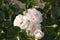 Rose Aspirin-rose floribunda close-up, delicate white pink topalovich