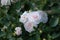 Rose Aspirin-rose floribunda close-up, delicate white pink topalovich