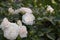 Rose Aspirin-rose floribunda close-up, delicate white pink topalovich