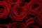 Rose Background