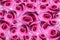 Rose background beautifu pink,red rose isolated on white background