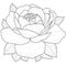 Rose. Beautiful flower.Coloring book antistress for children and adults