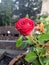 Rose | Beauty of Nature | Love it Protects it | Flowers