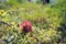 Rose bedeguar gall on a dog rose from close