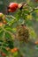 Rose bedeguar gall, Robin`s pincushion gall, moss galls Diplolepis rosae on rose