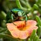 Rose beetle Cetonia aurata in the garden