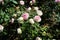 Rose \\\'Biedermeier\\\' blooms with white-pink flowers in July in the park. Berlin, Germany