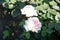 Rose \\\'Biedermeier\\\' blooms with white-pink flowers in July in the park. Berlin, Germany