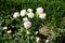 Rose \\\'Biedermeier\\\' blooms with white-pink flowers in July in the park. Berlin, Germany