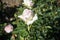 Rose \\\'Biedermeier\\\' blooms with white-pink flowers in July in the park. Berlin, Germany