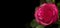 Rose on a black background with space for text. The concept of mourning. Banner. Copy space