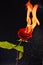 Rose is blazing. Burning rose dark background. Red flower on fire. Flame and sparks