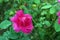 Rose bloming with water droplet on rainy day