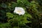 Rose bloming with water droplet on rainy day