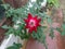 The rose blooming in the potted red rose plant in my garden.