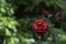 Rose blooms in a Botanical Garden