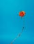 Rose blossomed on a barbed wire. The blue background represents the sky. Conceptual setting