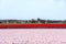 Rose and blue hyacinth and red tulip fields in South Holland