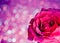 Rose on blue and violet bokeh background, valentine day and love concept