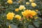 Rose border Rosa Friendship Forever, single golden-yellow flowers