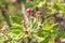 Rose botany natural hepatica flower shot with green background