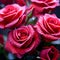 Rose Bouquet Extravaganza: Embracing the Beauty of Contrast: Love and Passion