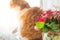 Rose bouquet and ginger cat