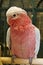 Rose Breasted Cockatoo