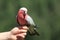 Rose-breasted cockatoo