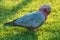 Rose Breasted Cockatoo, big parrots, Bird animal in australia