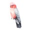 Rose-breasted cockatoo watercolor illustration. Hand drawn realistic galah Australia bird. Pink and grey cockatoo parrot