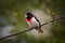 A Rose-Breasted Grosbeak