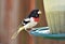 Rose Breasted Grosbeak on Backyard Feeder, Nashville Tennessee