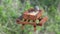 A rose-breasted grosbeak eating wild seeds on the wooden bird feeder