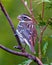 Rose-breasted Grosbeak Image and Photo. Female close-up rear view perched on a branch with blur green background. Cardinal Family.