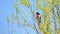 Rose Brested grosbeak bird on the branch