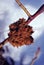 Rose brown bedeguar gall on a wild rose twig, blurry background