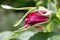 Rose bud