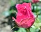 Rose bud with dew drops