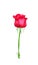 Rose bud fresh bright colorful red petal flower begin blooming in vertical with green stem and leaf in vertical patterns isolated