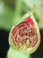 Rose bud with lice