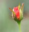 Rose bud macro