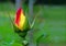 Rose bud in yellow and red shades