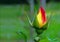 Rose bud in yellow and red shades right