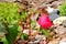 Rose Buds and Bloomed Rose With Ants On It